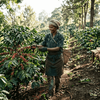 Farmer inspecting coffee bushes outdoors