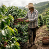 Coffee grower inspecting ripe Arabica cherries