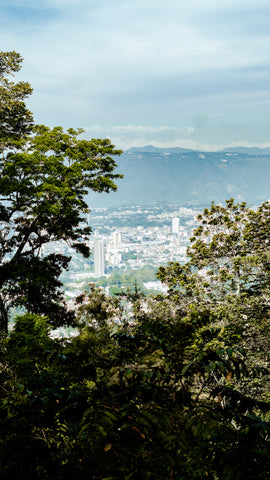 EQUILIBRIUM. Q-Grade 85.5