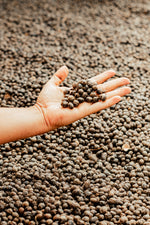 TRANSCENDENCE. Q-Grade 85.5