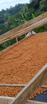 GRATITUDE. Q-Grade 86.5