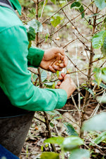 TRANSCENDENCE. Q-Grade 85.5