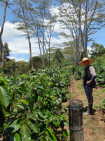 RESERVED. Q-Grade 85.25. Certified Organic