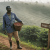 Farmer at sunrise on coffee plantation
