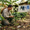 Coffee farmer inspecting plants in shaded field