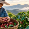 Coffee Sourcing Ethics Guide for Better Cups