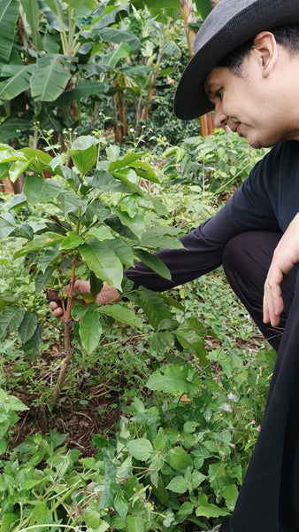 UNWIND. Natural Process. Q-grade 87.75 – House Coffee