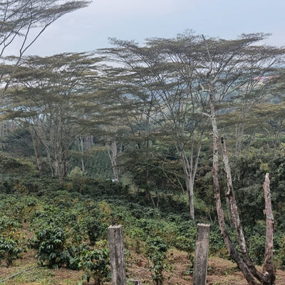 Aura — Cajibío, Cauca