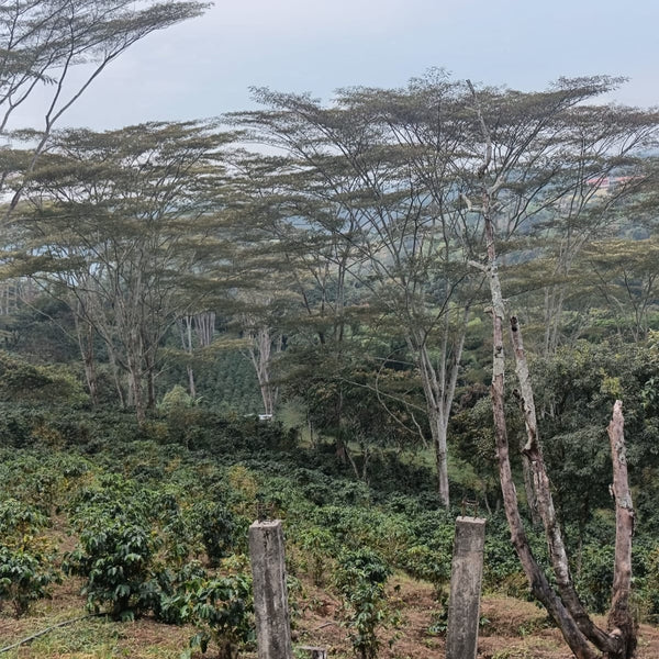 Aura — Cajibío, Cauca