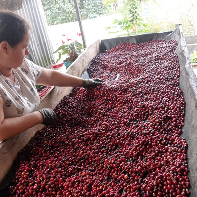 Bliss — Santa Rosa de Cabal, Risaralda