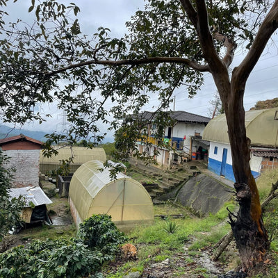 Bliss — Santa Rosa de Cabal, Risaralda