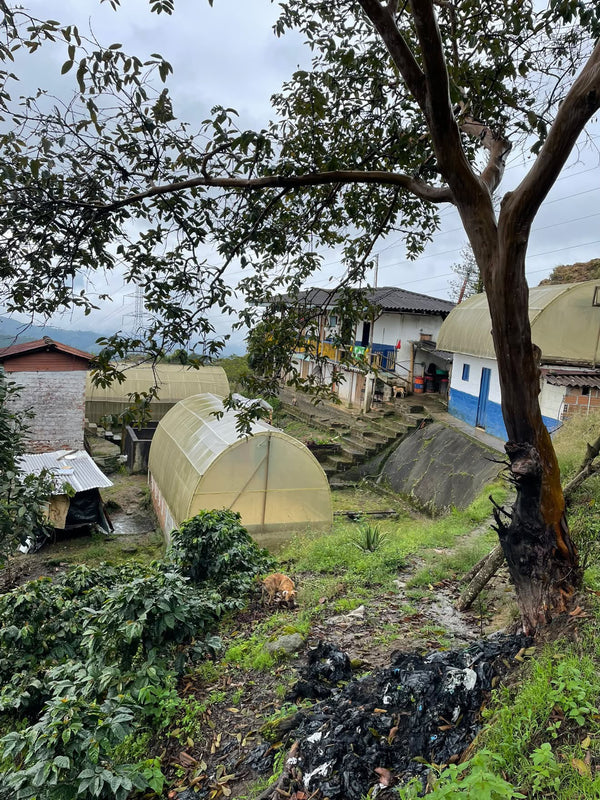 Bliss — Santa Rosa de Cabal, Risaralda