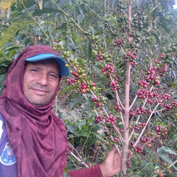 Indulgence. Q-Grade 88