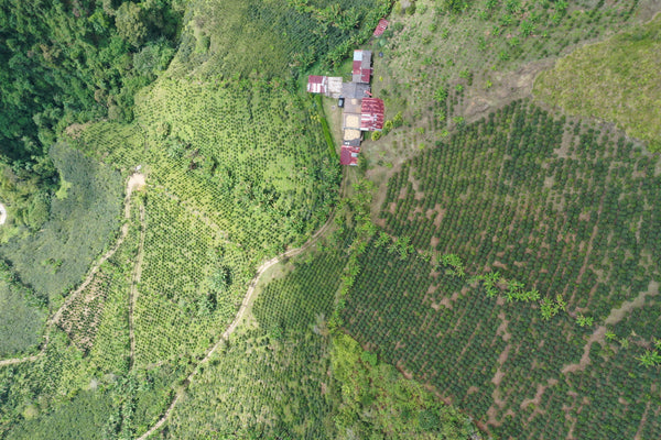 EVERLIGHT. Q-Grade 87.25. Decaffeinated.