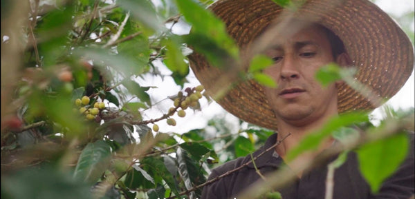 Renewal. Q-Grade 86.5. Certified Organic