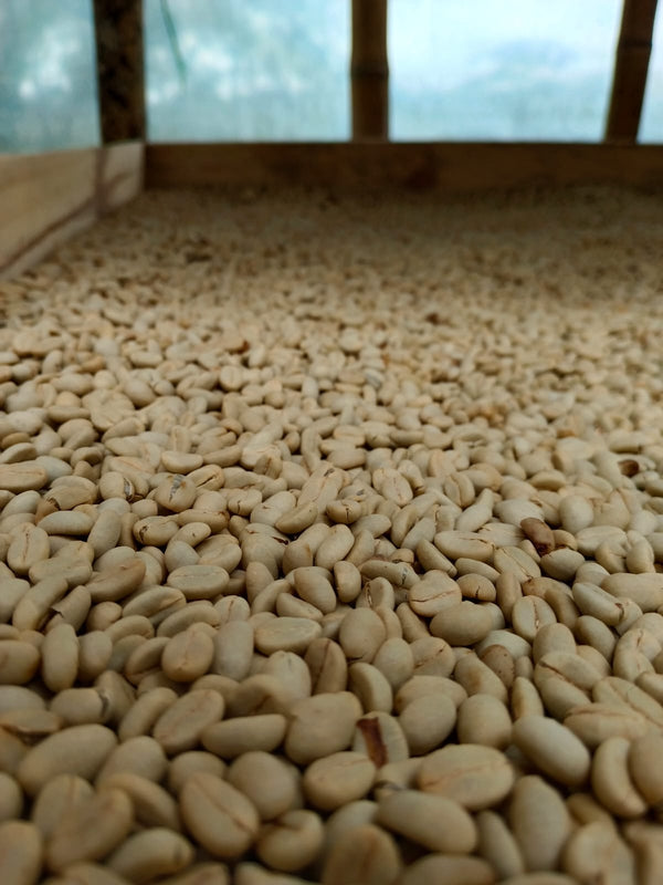 Renewal. Q-Grade 86.5. Certified Organic